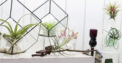 Beautiful DIY Indoor Plant 