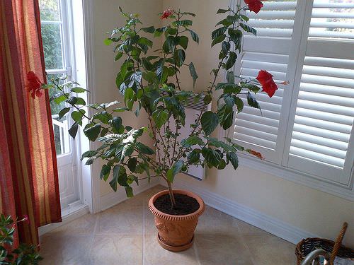 Fast Growing Indoor Plants that Grow Tall