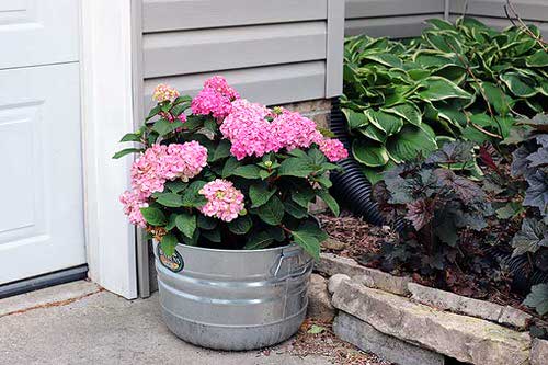 Gardening with Hydrangeas