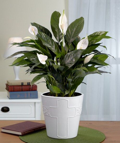 Best Types of Peace Lily