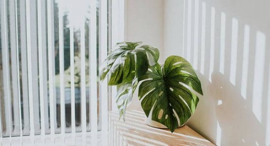 Split-Leaf Philodendron Care