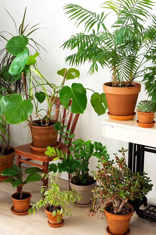 A Bright Spot of Potted Beauties!