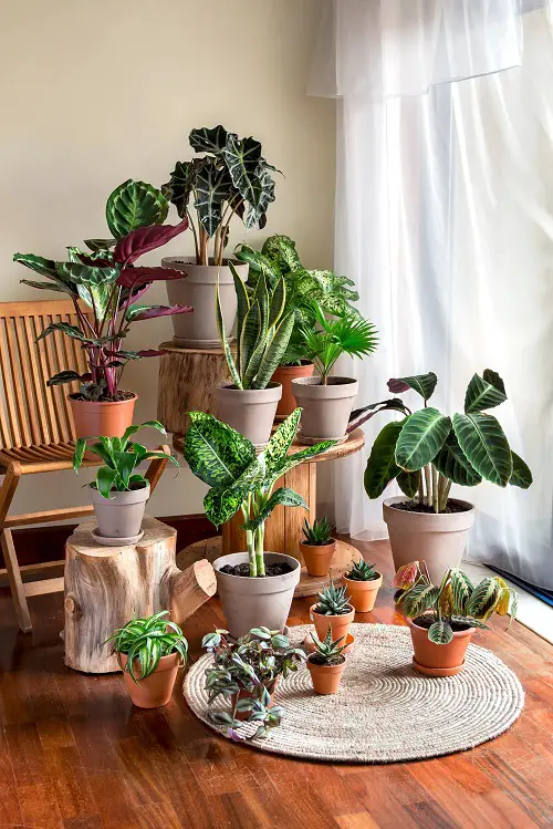 A Potted Family of Beautiful Foliage Plants
