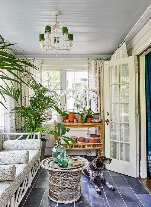 Dainty Palm in the Corner by a Plant Shelf