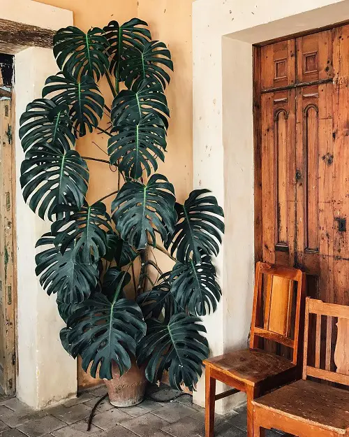 Giant Philo in the Corner Wall for an Aesthetic Backdrop