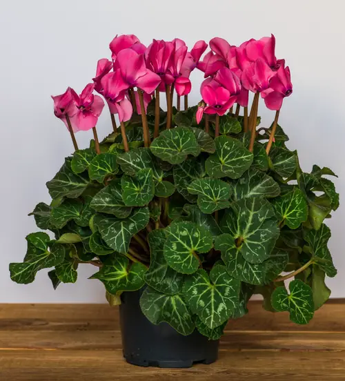 Cyclamen Varieties 10