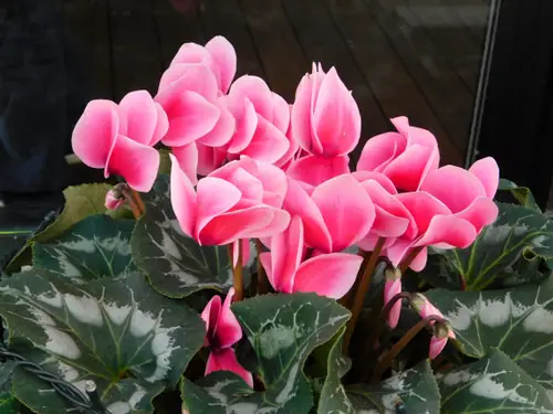 Different Types of Cyclamen Varieties 18
