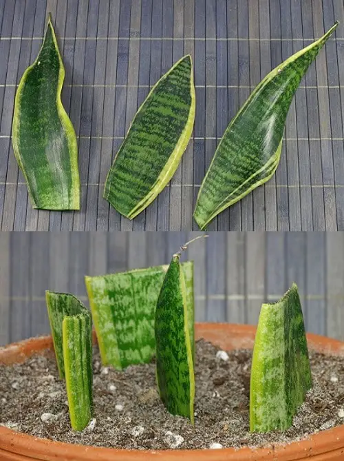 How to Grow Unlimited Snake Plants From Leaves