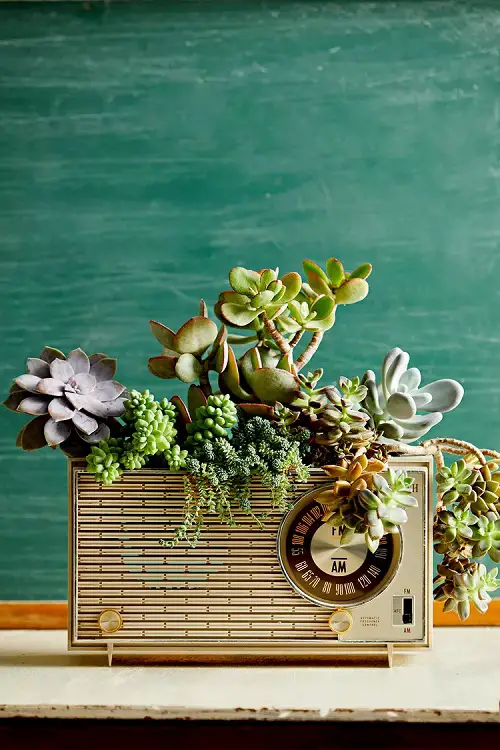 Succulent Planter