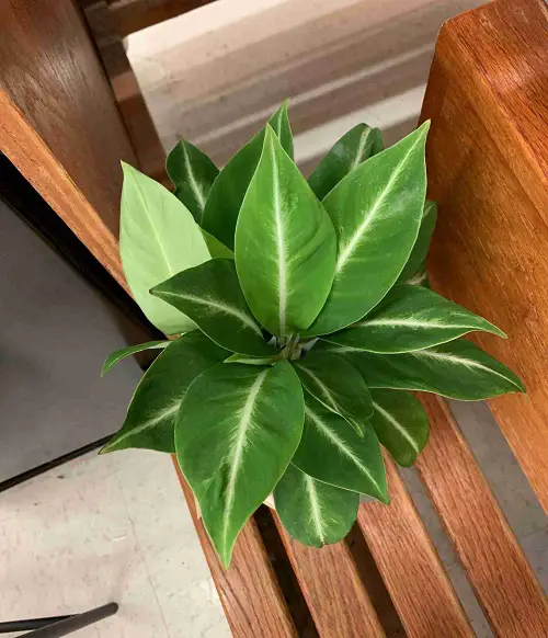 beautiful Types of Peace Lily