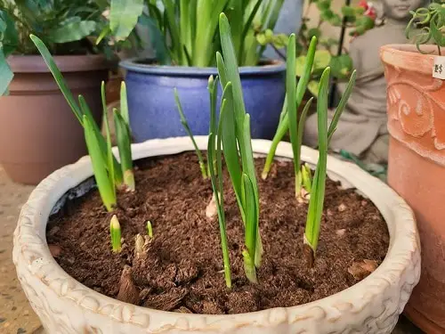 Container Vegetables that Magically Regrow Themselves