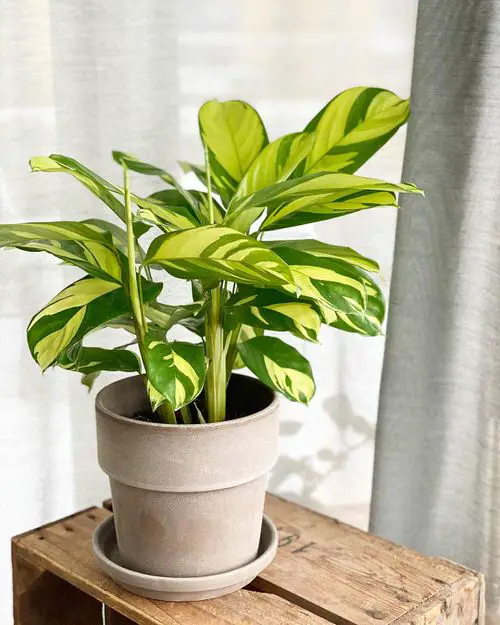 Types of Prayer Plant