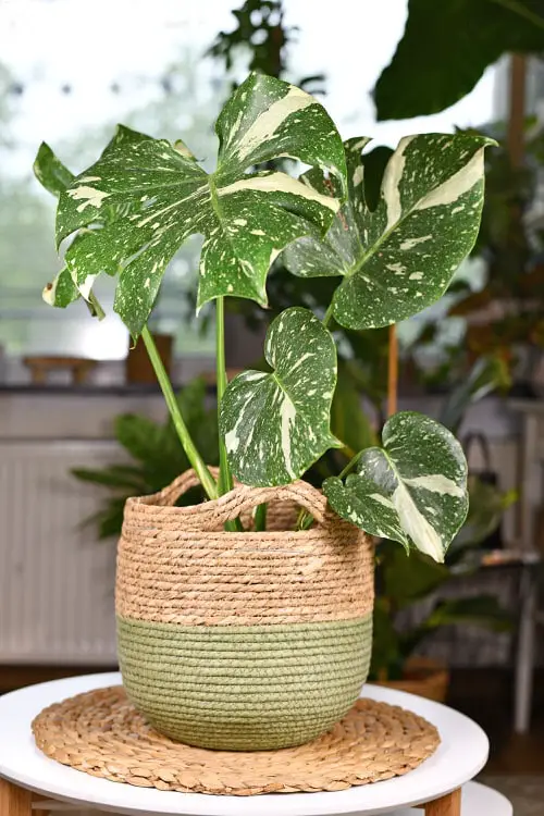 The Most Fascinating ‘It’ Plants of 2021