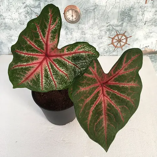 Houseplants that are Tricolour