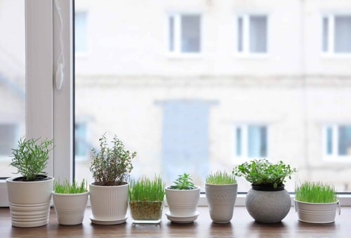 Window Garden Pictures 5