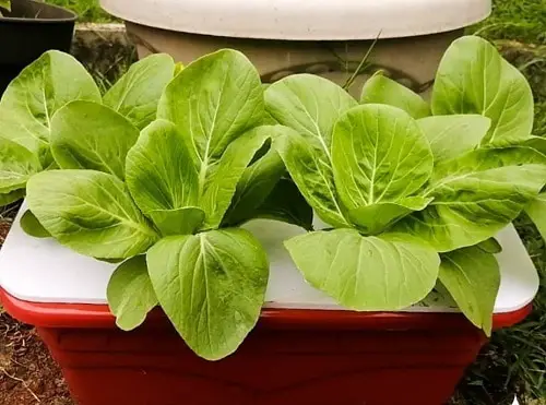 Tasty Asian Greens for Containers 2