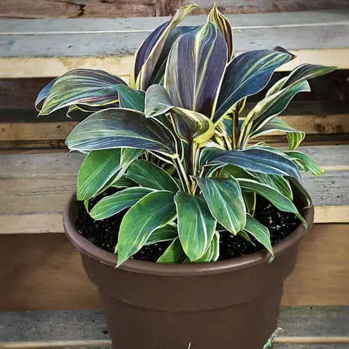Fantastic Foliage Tricolour Houseplants