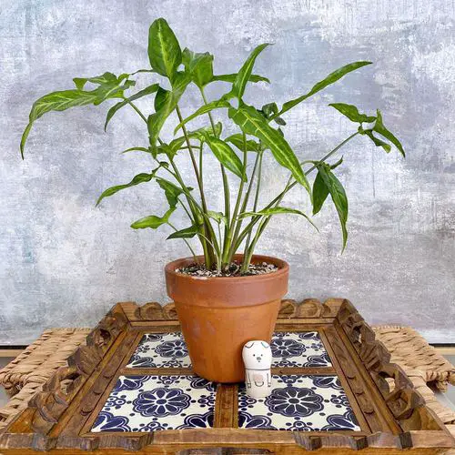 Indoor Syngonium Varieties 6