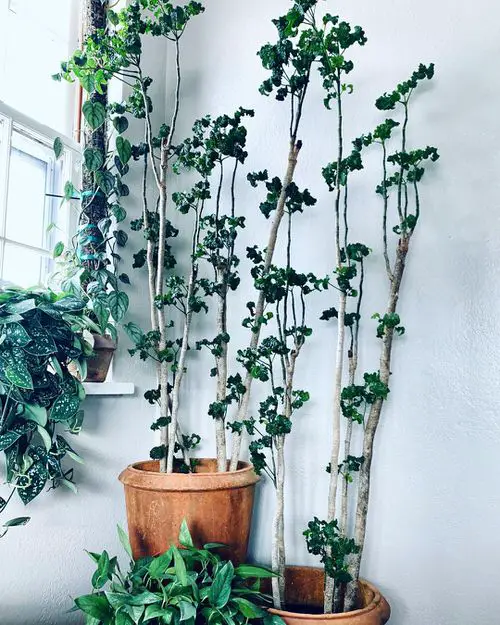Pictures of Aralia Houseplants 5