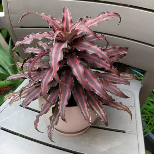 Indoor Bromeliad Pictures 6