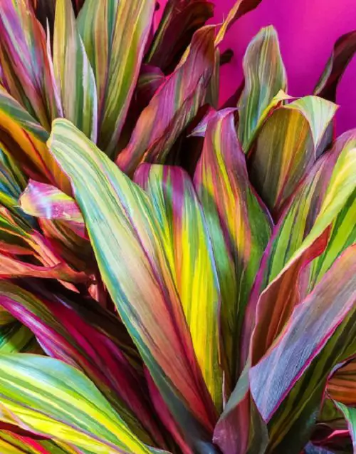 best Fantastic Foliage Tricolour Houseplants