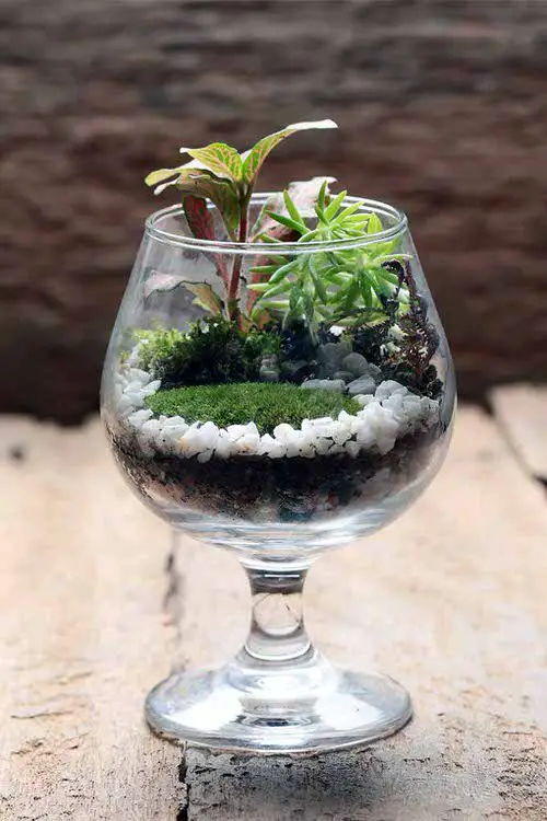 Wine Glass Terrariums 6
