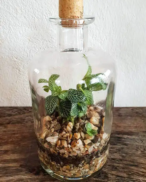  DIY Closed Terrariums 13
