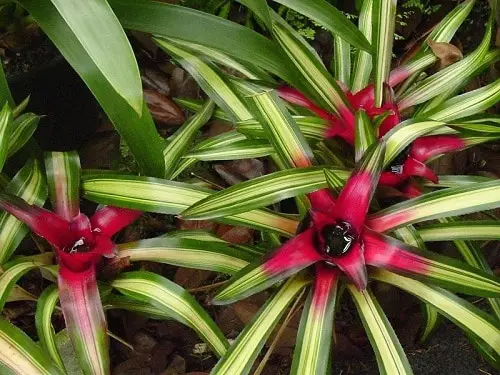 amazing Fantastic Foliage Tricolour Houseplants
