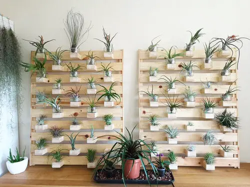 "Mini Vertical Garden Ideas with Air Plants 10