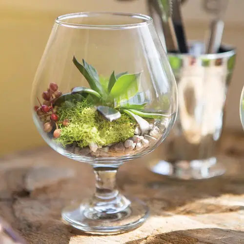 Wine Glass Terrariums 7