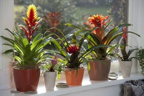 Indoor Bromeliad Pictures 7