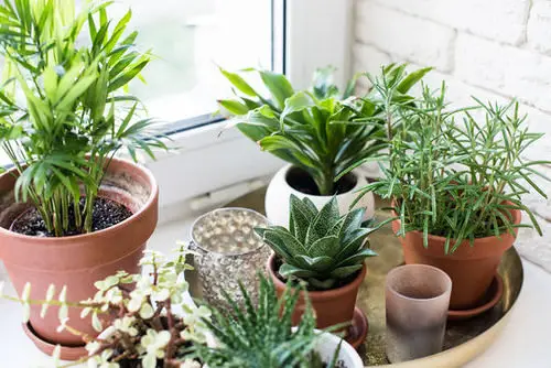 Window Garden Pictures 7