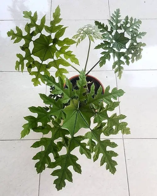Pictures of Aralia Houseplants 7