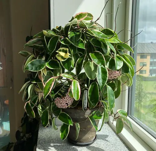 Best Indoor Plants for Living Rooms 8