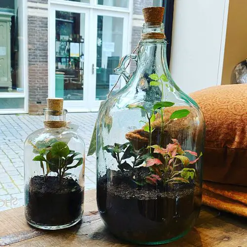 Unbelievable Sealed Bottled Gardens Ideas 19
