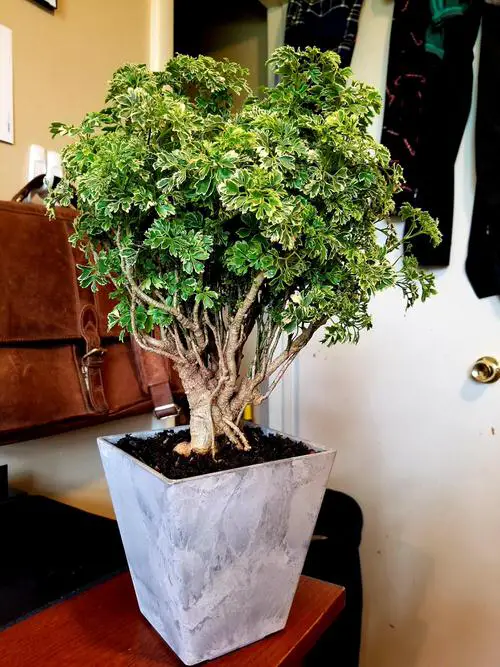 Pictures of Aralia Houseplants 30