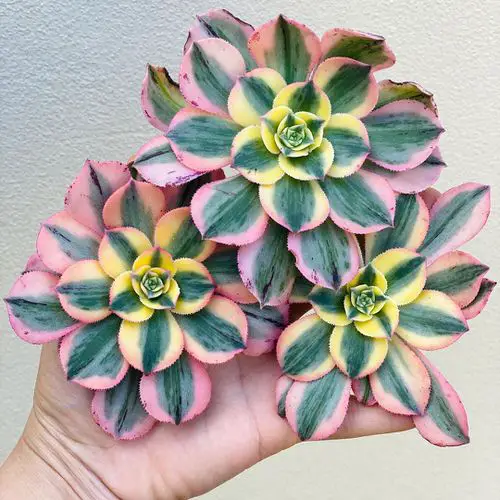 best Tricolor Houseplants with Fantastic Foliage