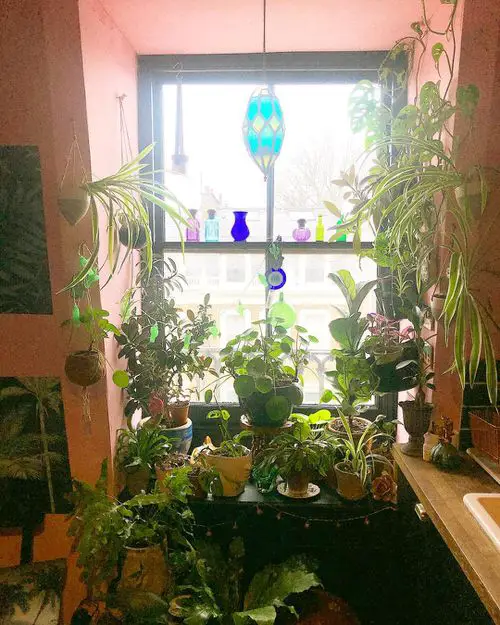 Window Garden Pictures 8
