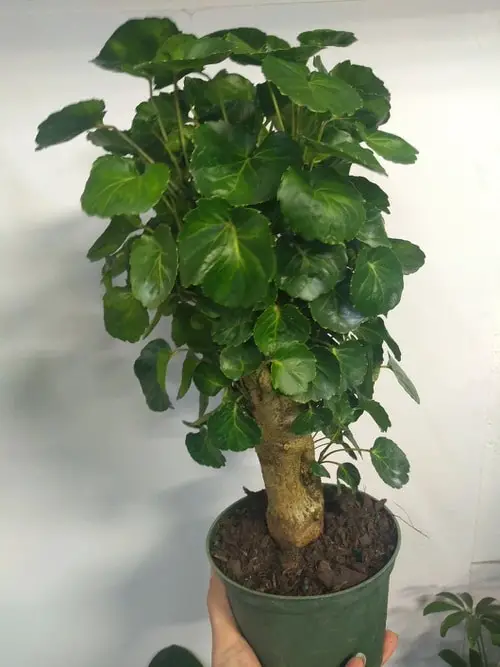Pictures of Aralia Houseplants 50