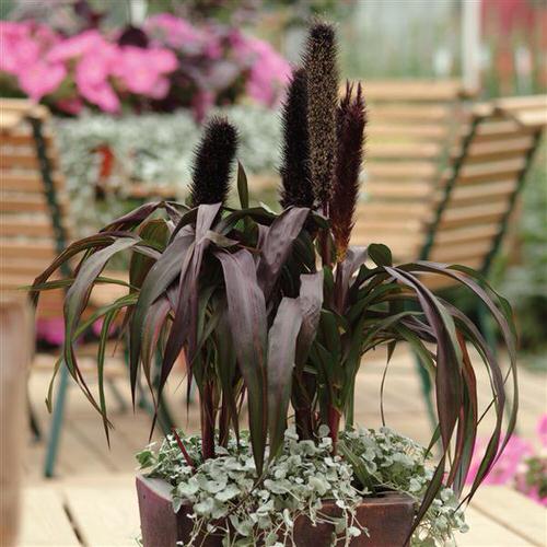 Best Thriller Plants for Your Home