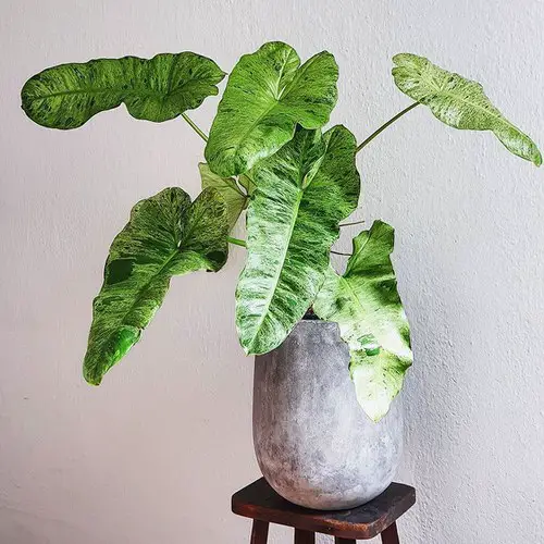 The Most Fascinating ‘It’ Plants of 2021 9