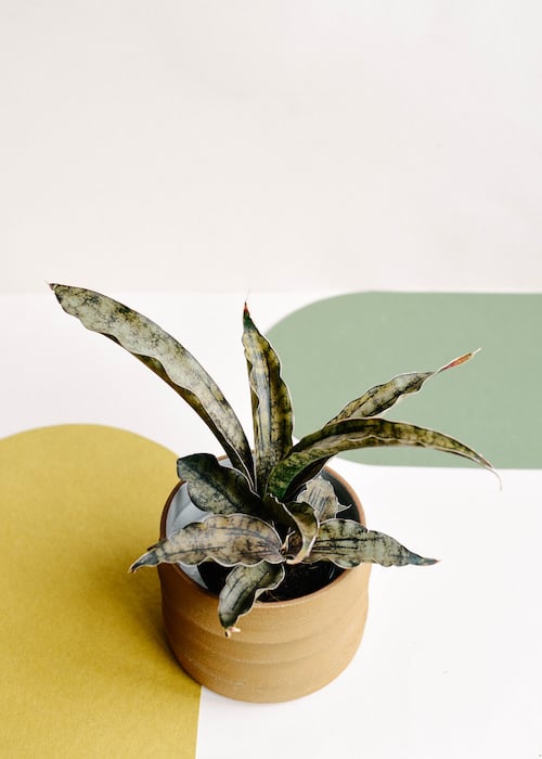 The Most Fascinating ‘It’ Plants of 2021 5