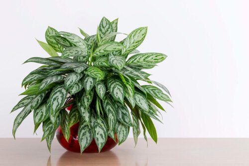 The Most Fascinating ‘It’ Plants of 2021 8