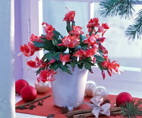 Different Types of Cactus Plants