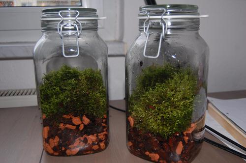 Unbelievable Sealed Bottled Gardens Ideas 5