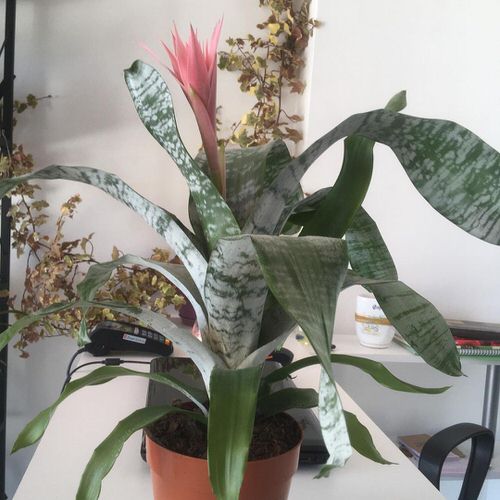 Indoor Bromeliad Pictures