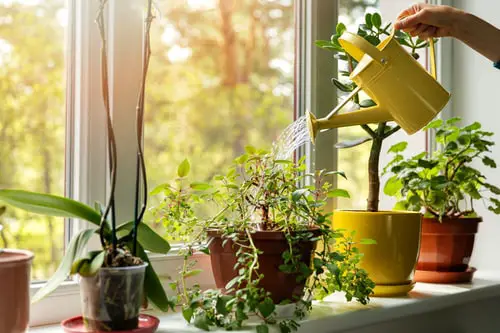 Window Garden Pictures