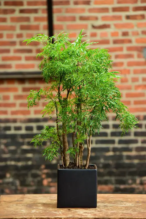 Pictures of Aralia Houseplants