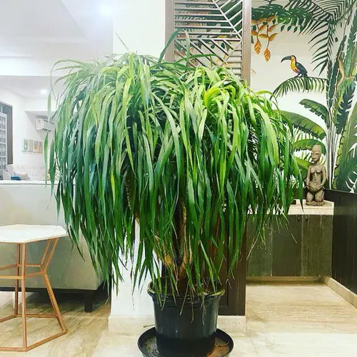 Best Dracaena Varieties for Indoors 6