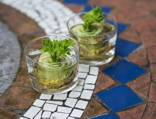 Growing Celery in Water 2